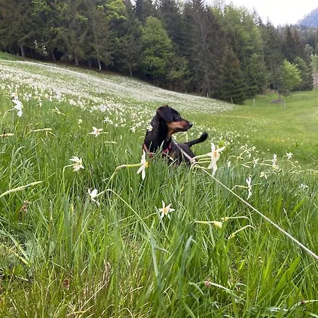 Daire Alpenurlaub Ii Mit Traumausblick