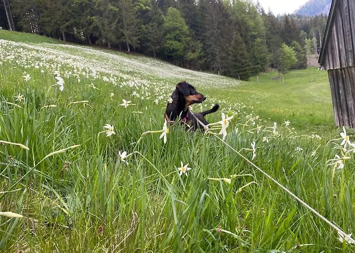 Lejlighed Alpenurlaub Ii Mit Traumausblick